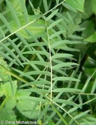 Attēlu rezultāti vaicājumam “Vicia tenuifolia”