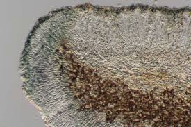 Attēlu rezultāti vaicājumam “Megalaria grossa”