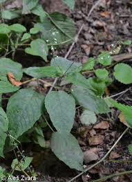 Attēlu rezultāti vaicājumam “Circaea lutetiana leaf”