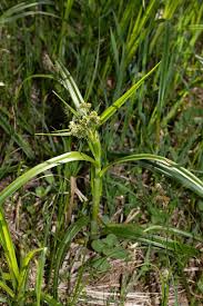 Attēlu rezultāti vaicājumam “Schoenoplectus lacustris subsp. glaucus”