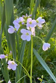 Attēlu rezultāti vaicājumam “Cardamine pratensis flower”