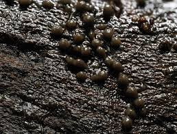 Attēlu rezultāti vaicājumam “Physarum leucopus plasmodium”