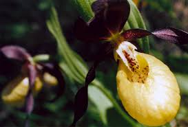Attēlu rezultāti vaicājumam “Cypripedium calceolus”