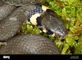 Attēlu rezultāti vaicājumam “Natrix natrix”