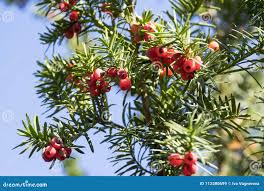 Attēlu rezultāti vaicājumam “Taxus baccata fruit”