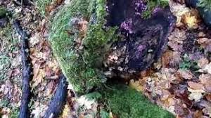 Attēlu rezultāti vaicājumam “Lycogala cf. oleocrystalliferum sessile”