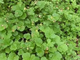 Attēlu rezultāti vaicājumam “Geum x intermedium”