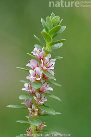 Attēlu rezultāti vaicājumam “Glaux maritima flower”