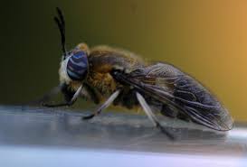 Attēlu rezultāti vaicājumam “Heptatoma pellucens”