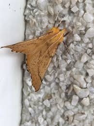 Attēlu rezultāti vaicājumam “Ennomos autumnaria male”