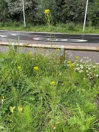 Attēlu rezultāti vaicājumam “Erysimum cheiranthoides leaf”