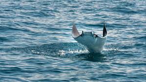Image result for Mobula thurstoni