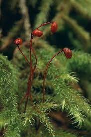 Attēlu rezultāti vaicājumam “Rhytidiadelphus”