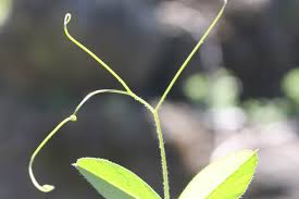 Attēlu rezultāti vaicājumam “Vicia angustifolia leaf”