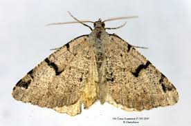 Attēlu rezultāti vaicājumam “Macaria wauaria”