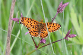 Attēlu rezultāti vaicājumam “Clossiana selene”