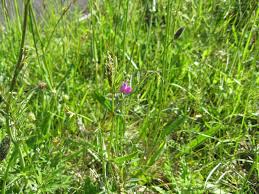 Attēlu rezultāti vaicājumam “Vicia cracca bud”