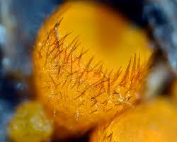 Attēlu rezultāti vaicājumam “Cheilymenia stercorea”