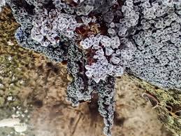 Attēlu rezultāti vaicājumam “Physarum pezizoideum”