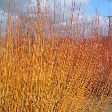 Attēlu rezultāti vaicājumam “Salix alba var. vitellina”