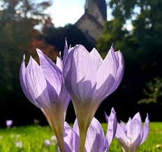 Image result for Herbstzeitlose