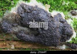 Attēlu rezultāti vaicājumam “Siphoptychium violaceum”