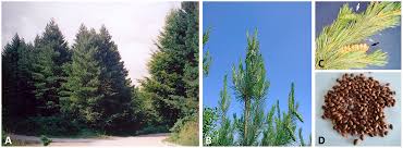 Attēlu rezultāti vaicājumam “Pinus peuce”