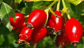 Image result for Rosa canina