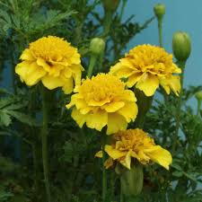 Attēlu rezultāti vaicājumam “Tagetes flower”