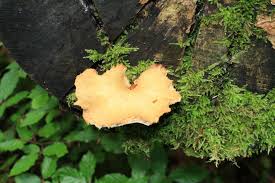 Attēlu rezultāti vaicājumam “Polyporus varius”