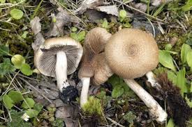 Attēlu rezultāti vaicājumam “Inocybe lanuginosa”