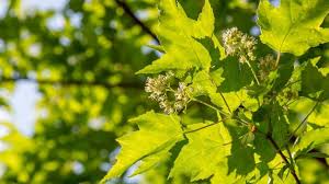 Attēlu rezultāti vaicājumam “Acer tataricum leaf”