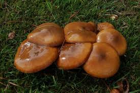 Attēlu rezultāti vaicājumam “Suillus luteus”
