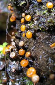 Attēlu rezultāti vaicājumam “Vibrissea decolorans”