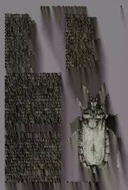 Attēlu rezultāti vaicājumam “Blepharidopterus angulatus imago”