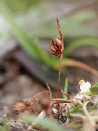 Attēlu rezultāti vaicājumam “Juncus capitatus”