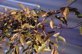 Attēlu rezultāti vaicājumam “Prunus spinosa leaf”