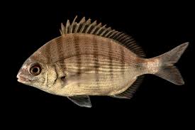 Image result for Diplodus sargus