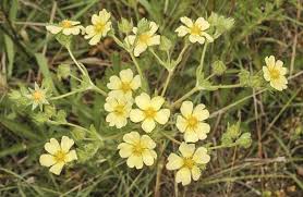Image result for Potentilla recta