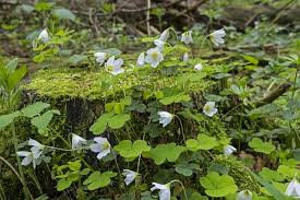 Attēlu rezultāti vaicājumam “Oxalis acetosella”