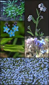 Image result for Myosotis sylvatica