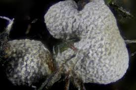 Attēlu rezultāti vaicājumam “Badhamia affinis var. microspora spores”