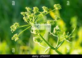 Attēlu rezultāti vaicājumam “Heracleum sosnowskyi flower”