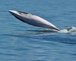 Image result for Balaenoptera acutorostrata