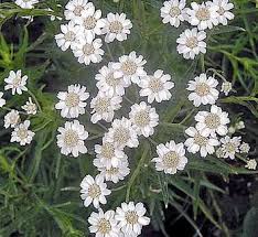 Image result for Achillea Ptarmica