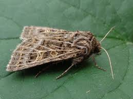 Attēlu rezultāti vaicājumam “Tholera decimalis female”