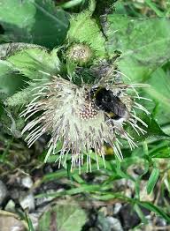 Attēlu rezultāti vaicājumam “Cirsium oleraceum flower”