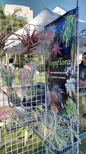 Attēlu rezultāti vaicājumam “Arcyria imperialis stalked”