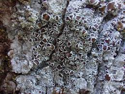 Attēlu rezultāti vaicājumam “Lecanora allophana”