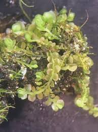 Attēlu rezultāti vaicājumam “Jamesoniella autumnalis”